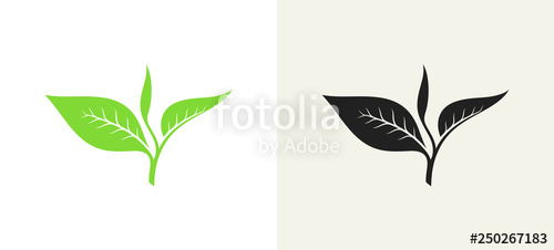 500x226 Green Tea And Black Tea Vector Illustration Stock Image