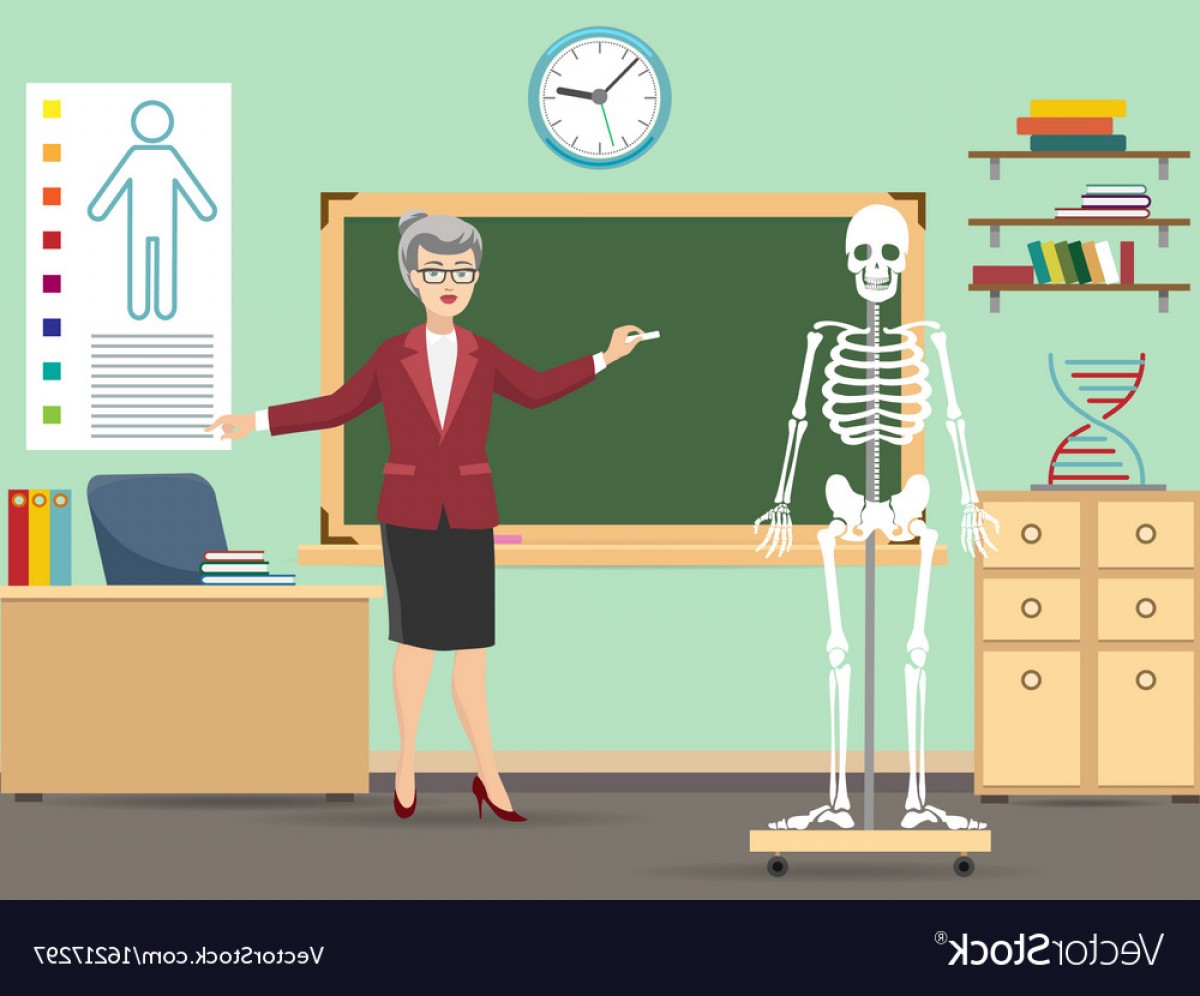 1200x996 Classroom With Human Skeleton And Teacher Vector Handandbeak