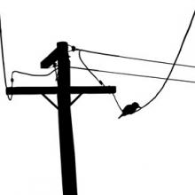 Bird On A Wire Telephone Pole Vector Broughton Spurtle 220x220 Bird On A Wire Telephone Pole Vector Broughton Spurtle