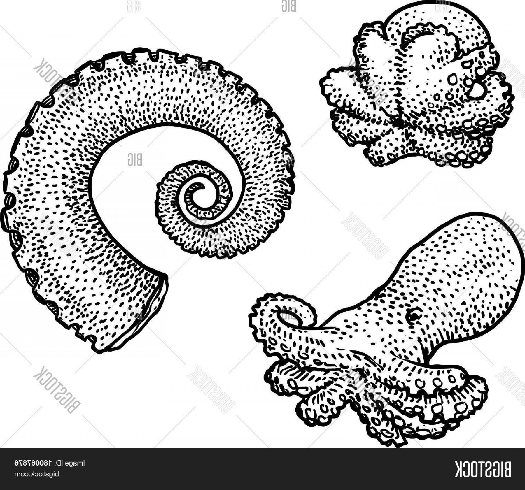1800x1681 Stock Vector Octopus And Tentacle Illustrationc Drawingc