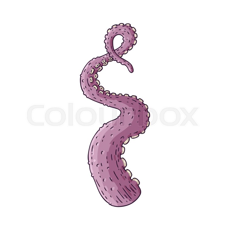 800x800 Vector Ocopus, Squid Tentacle Sketch Stock Vector Colourbox