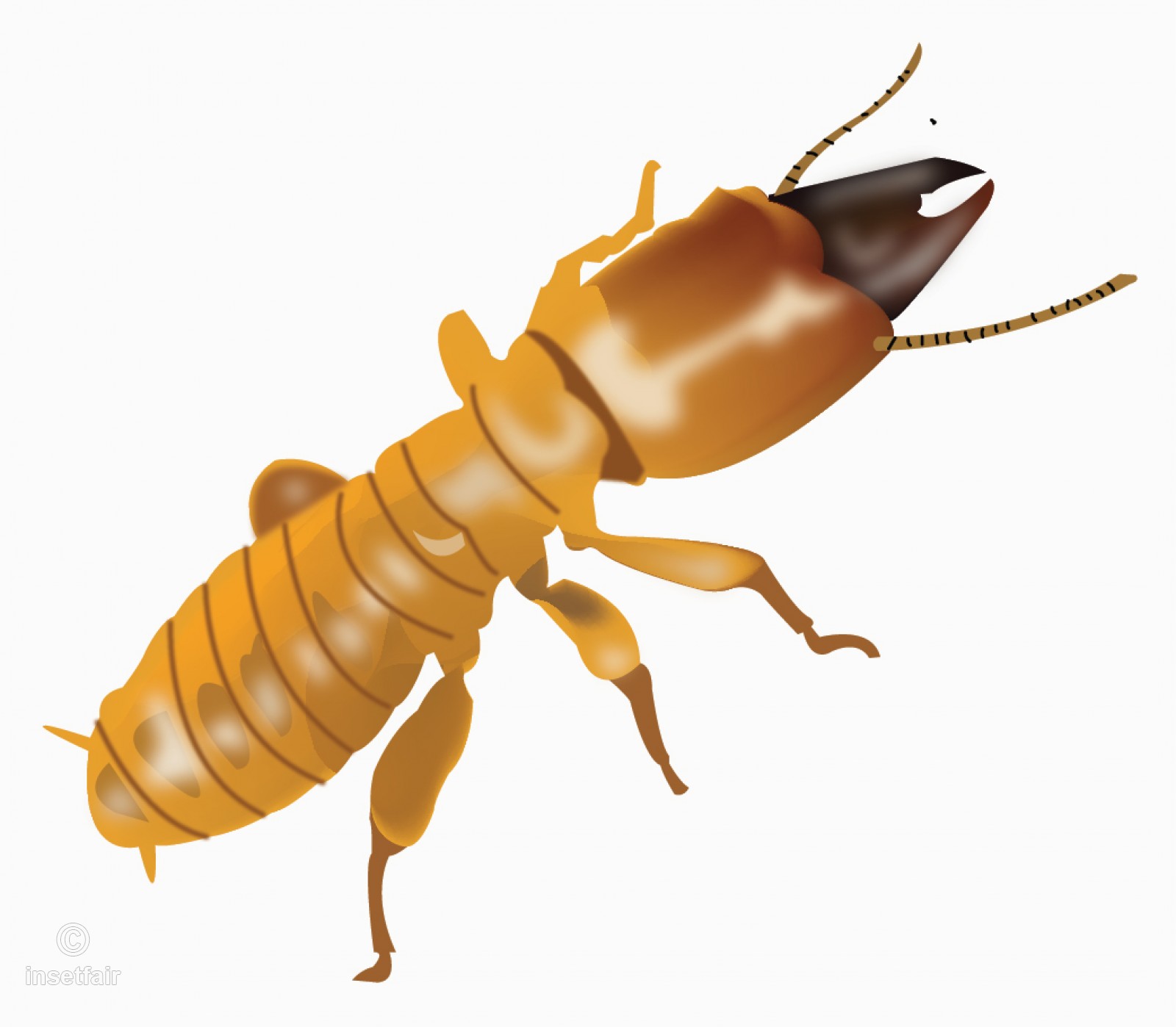 1600x1398 Saurashtra Pest Termites Vector Drawing And Illustration