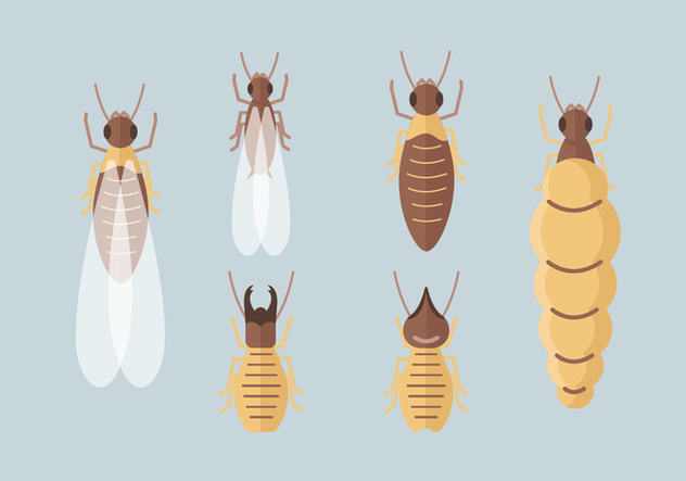 632x443 Termite Vector Packs Free Vector Download Cannypic