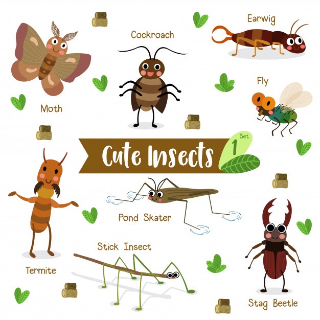 626x626 Termite Vectors, Photos And Free Download