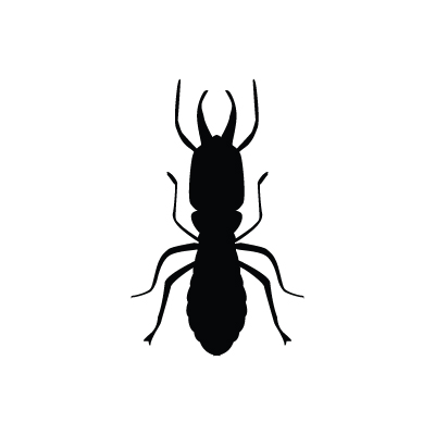 Termite Vector at Vectorified.com | Collection of Termite Vector free ...