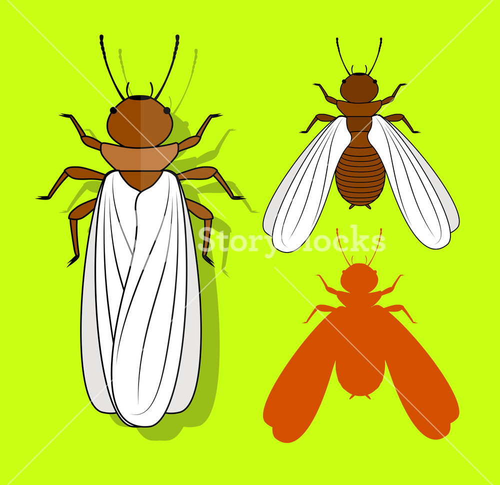 1000x970 Winged Termite Insects Vector Illustration Royalty Free Stock