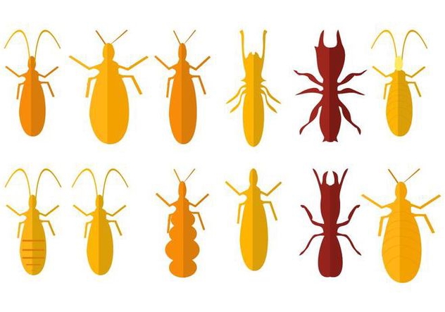 632x443 Free Termite Vector Free Vector Download Cannypic