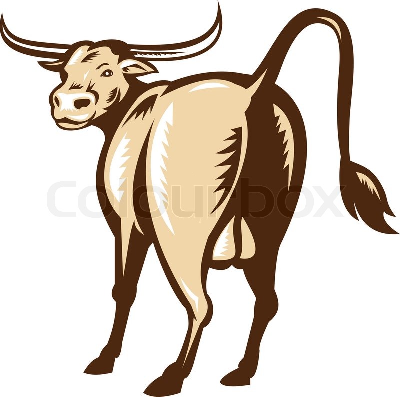Texas Longhorn Bull Rear View Retro Stock Vector Colourbox 800x794 Texas Longhorn Bull Rear View Retro Stock Vector Colourbox