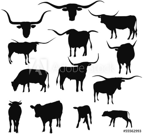 Texas Longhorn Cows Silhouettes Collection Cattle 500x468 Texas Longhorn Cows Silhouettes Collection Cattle
