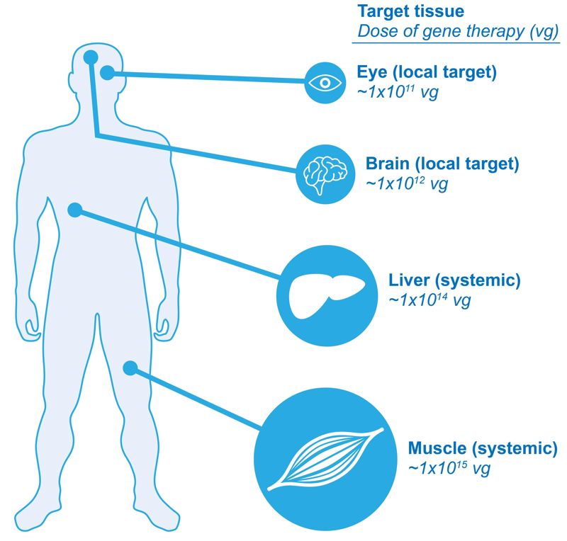 800x764 Realizing The Promise Of Gene Therapy Through Collaboration