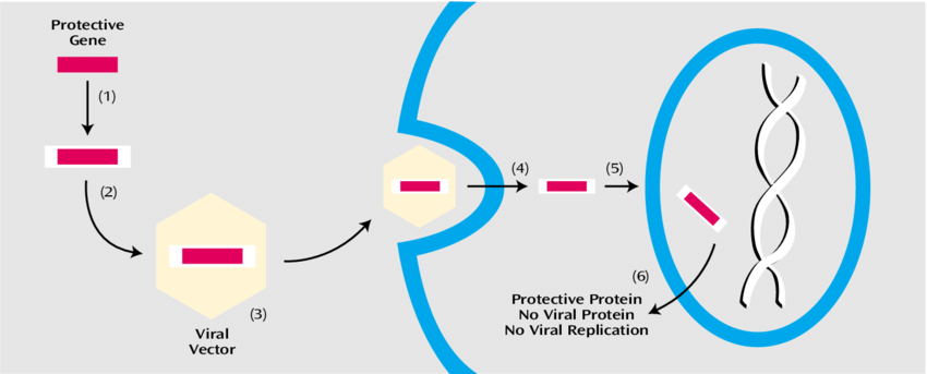 850x343 Schematic Of Gene Therapy With Viral Vectors A Download