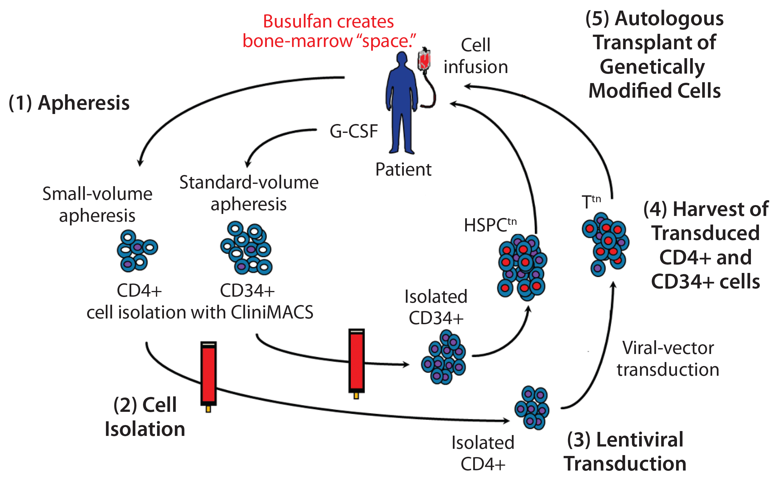 2725x1676 Cell Delivered Gene Therapy This Viral Vector Manufacturing