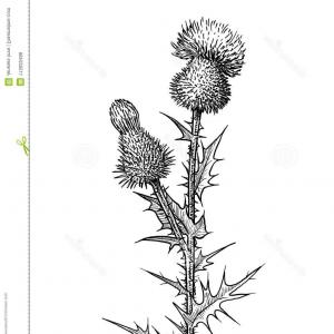 300x300 Thistle Symbol Of Scotland Vector Catchsplace