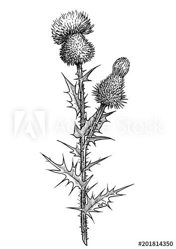 354x500 Thistle Flower Illustration, Drawing, Engraving, Ink, Line Art