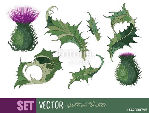 500x380 Thistle Onopordum Acanthium Scottish Thistle Stock Image