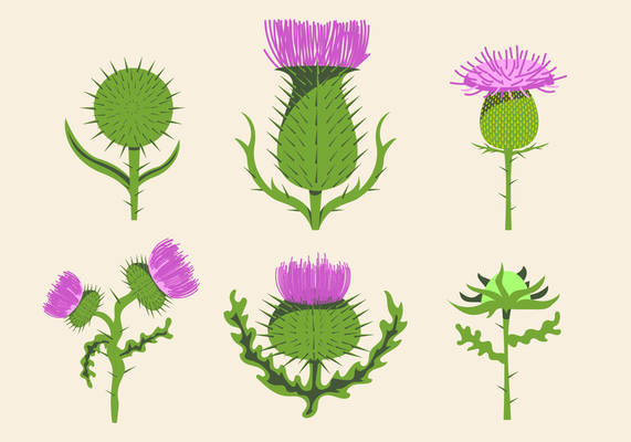 571x400 Free Thistle Vector Embroidery Vector Free, Free Vector Art