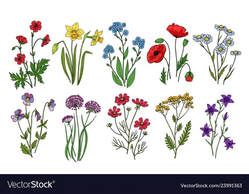 850x663 Wild Flowers Meadow Plants Monkshood Thistle Vector Image Wild