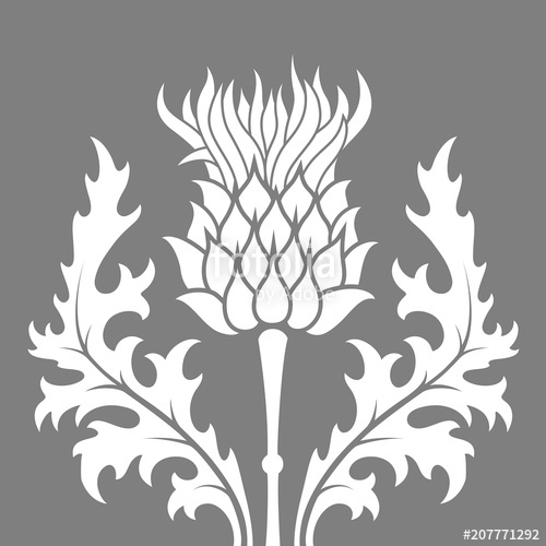 500x500 Thistle, Heraldic Symbol Of Scotland Stock Image And Royalty
