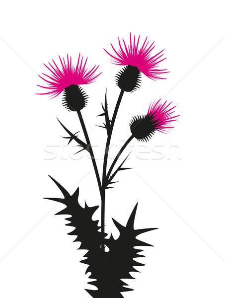 453x600 Thistle Vector Illustration Miroslava Hlavacova