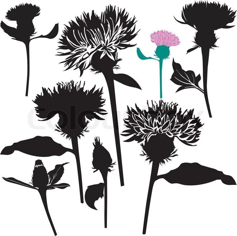 800x796 Milk Thistle Thistle Flowers Vector Stock Vector Colourbox