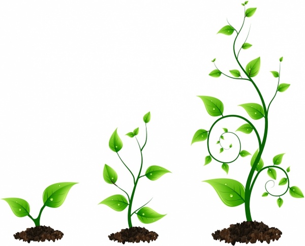 600x484 Three Green Plant Growth Cycle Free Vector In Adobe Illustrator