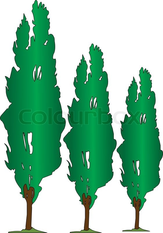 561x800 Three Poplars