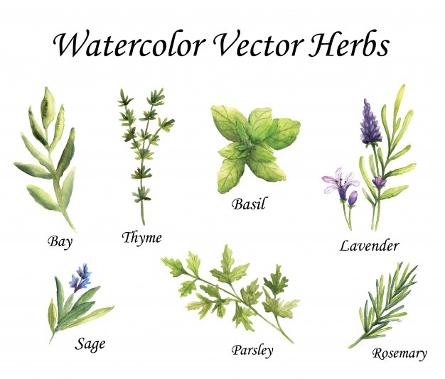 Thyme Vector