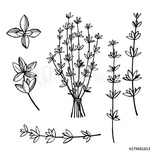 500x500 Hand Drawn Spicy Herbs Thyme Vector Sketch Illustration