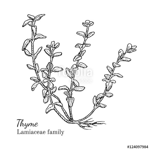 500x500 Ink Thyme Herbal Illustration Hand Drawn Botanical Sketch Style