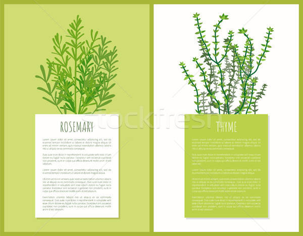 600x468 Rosemary And Thyme Herbs Template, Vector Cards Vector