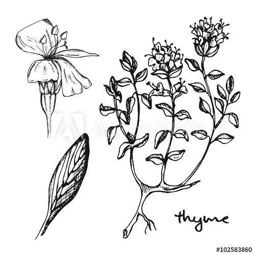 500x500 Set Of Inky Medicinal Herbs Thyme Hand Drawn Thyme Healing Herb