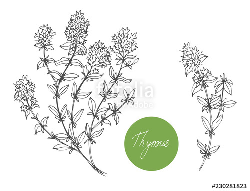500x383 Set Of Medical Plants Thyme Hand Drawn Vector Illustration