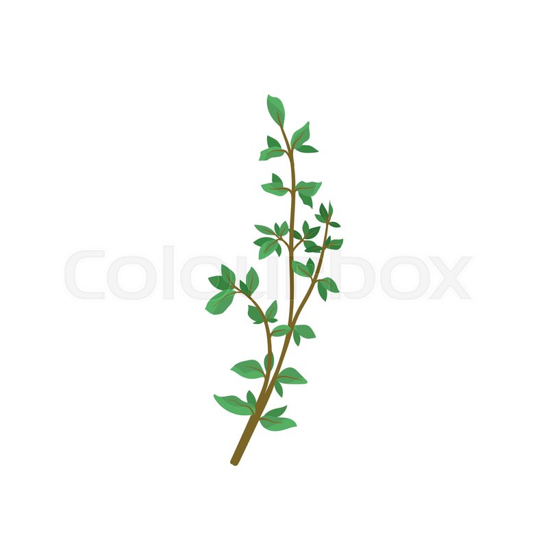 800x800 Small Branch Of Fresh Green Thyme Stock Vector Colourbox