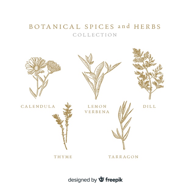 626x626 Blooming Thyme Vectors, Photos And Free Download