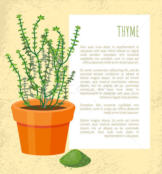 559x600 Thyme Spice, Plant Pattern, Vector Illustration Vector