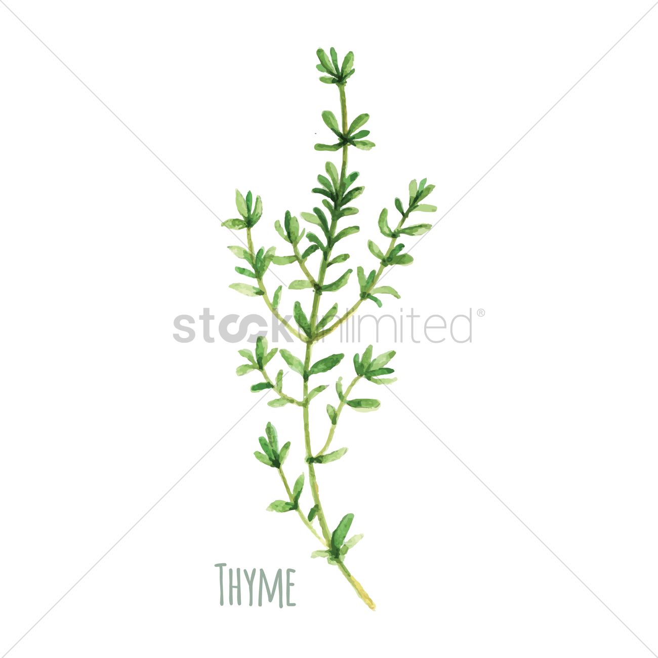 1300x1300 Thyme Vector Image