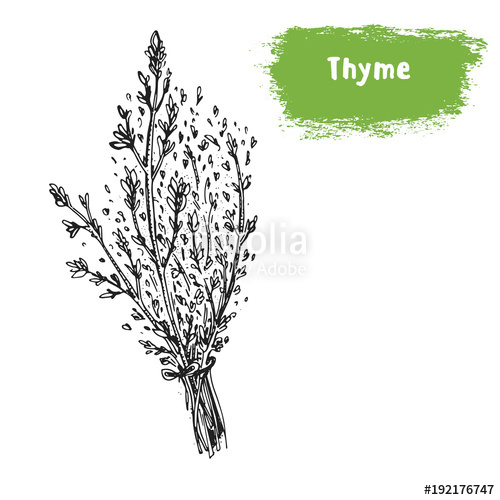 500x500 Thyme Hand Drawn Sketch Vintage Vector Illustration Label