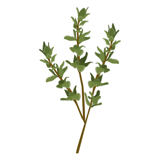 thyme-vector-at-vectorified-collection-of-thyme-vector-free-for
