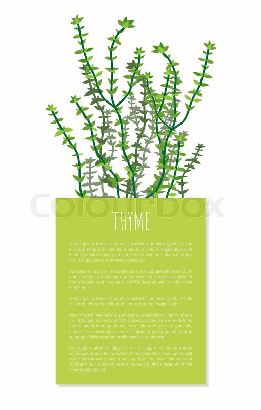 509x800 Thyme Herbal Plant Colorful Vector Stock Vector Colourbox