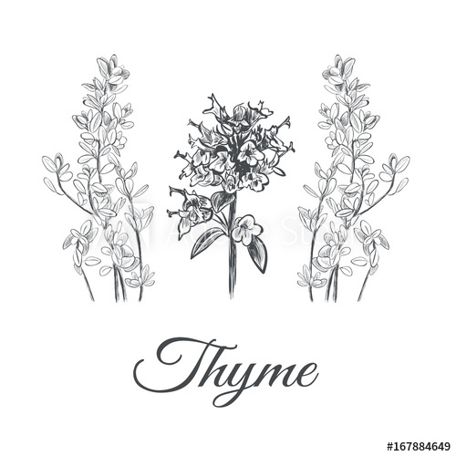 500x500 Thyme Set Collection Of Thyme Vector Illustration Thyme Sketch