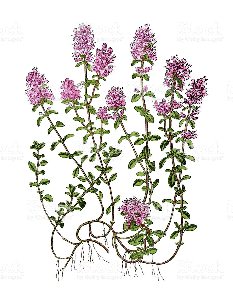 794x1024 Thyme Thyme Clipart Free Cliparts Download Images