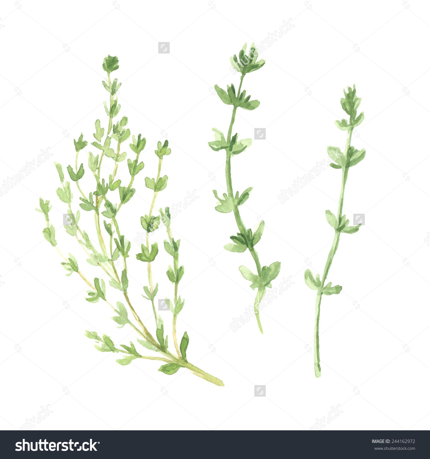 1500x1600 Thyme Vector Watercolor Illustration