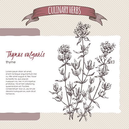 416x416 Thymus Vulgaris Aka Thyme Vector Hand Drawn Premium Clipart