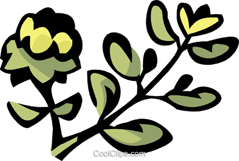 480x325 Thyme Royalty Free Vector Clip Art Illustration