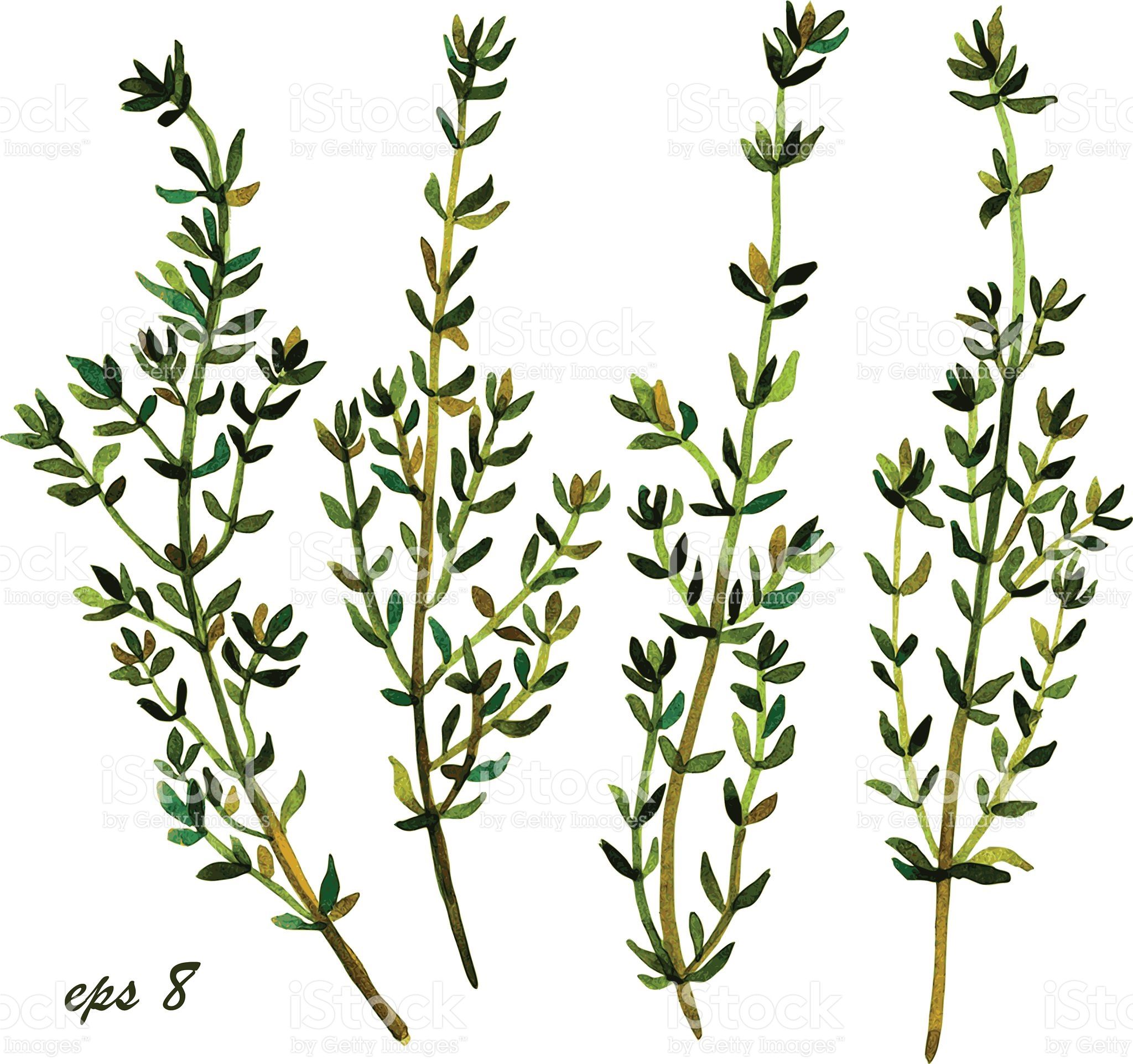 2048x1924 Watercolor Thyme Vector Watercolor