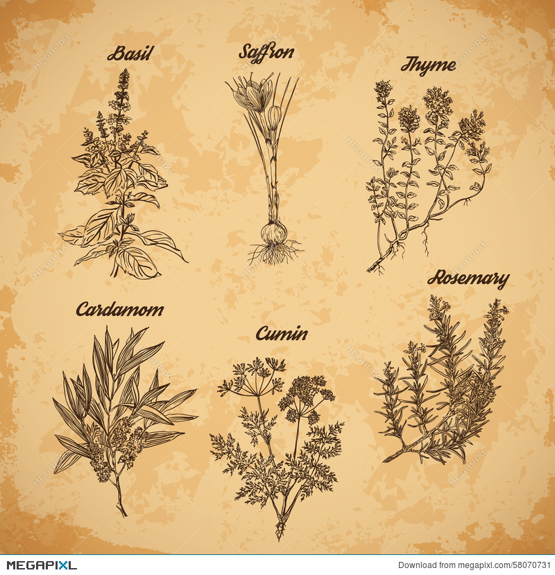 800x830 Cooking Herbs And Spices Rosemary, Thyme, Cardamom, Saffron,basil