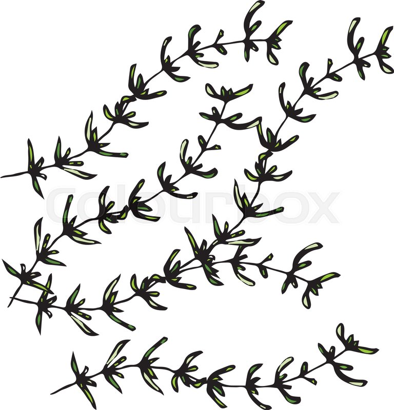 768x800 Food And Spice Vector Illustration Stock Vector Colourbox