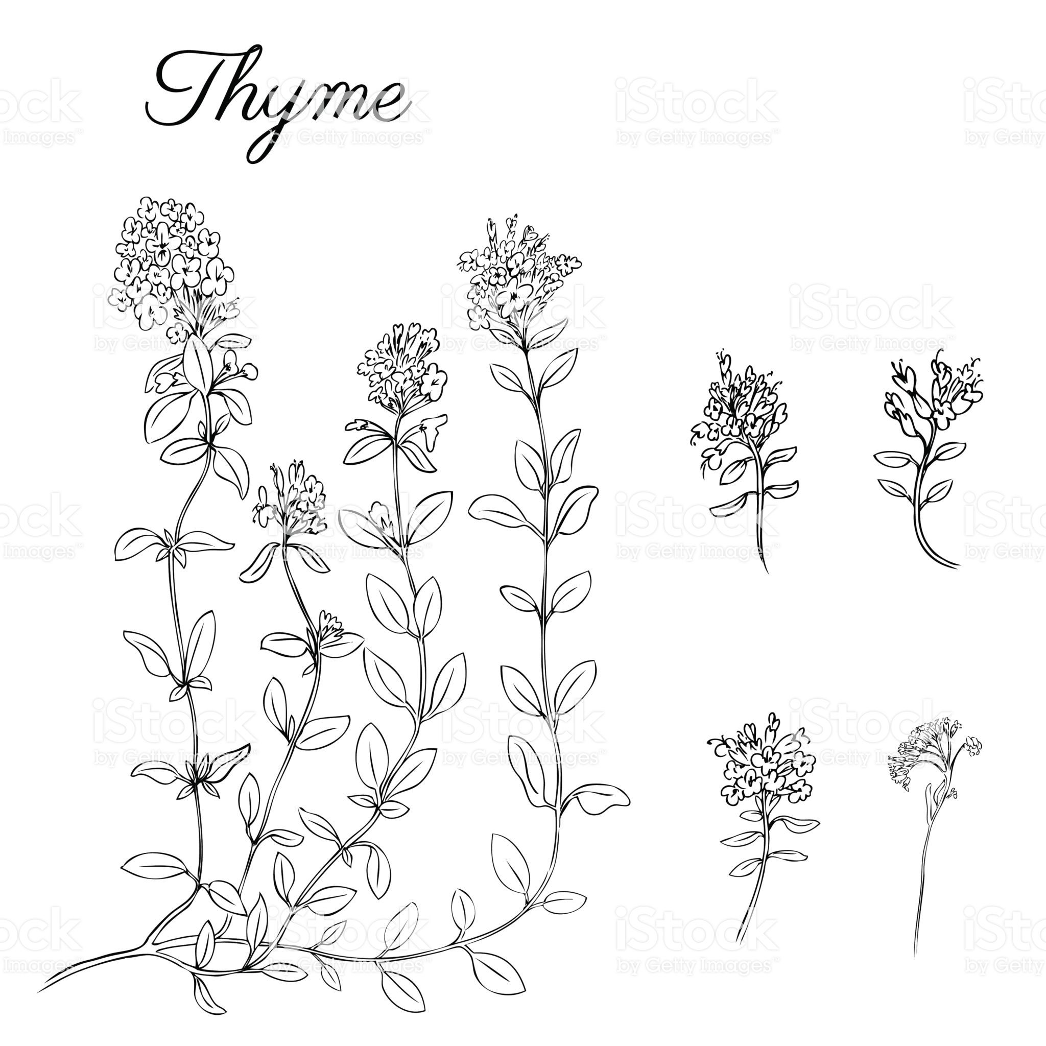 2048x2048 Hand Drawn Thyme Branch With Leaves Isolated On White Healing