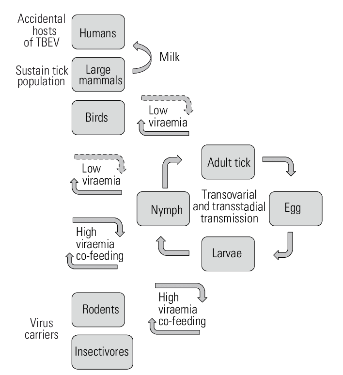 708x774 Transmission And Maintenance Of Tick Borne Encephalitis Virus