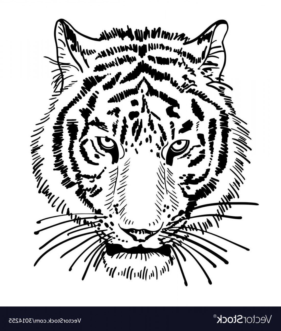 1101x1296 Tiger Face Silhouette Vector Catamart
